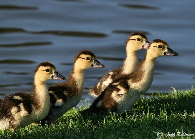 We're Coming Mom - ID: 4011395 © Jeff Robinson