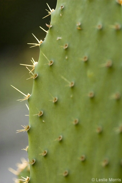 Glowing Cacti - ID: 4011667 © Leslie J. Morris