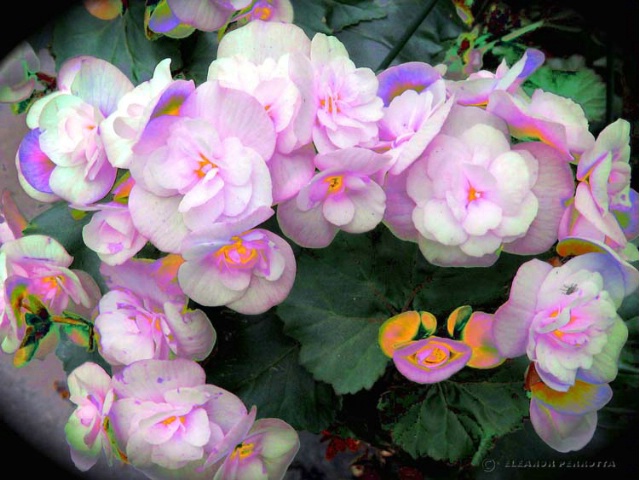 "BEGONIA 1"