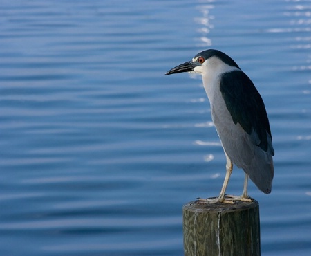 Black Crowned Night heron