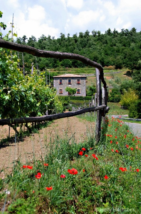 A HOUSE IN THE VINEYARDS