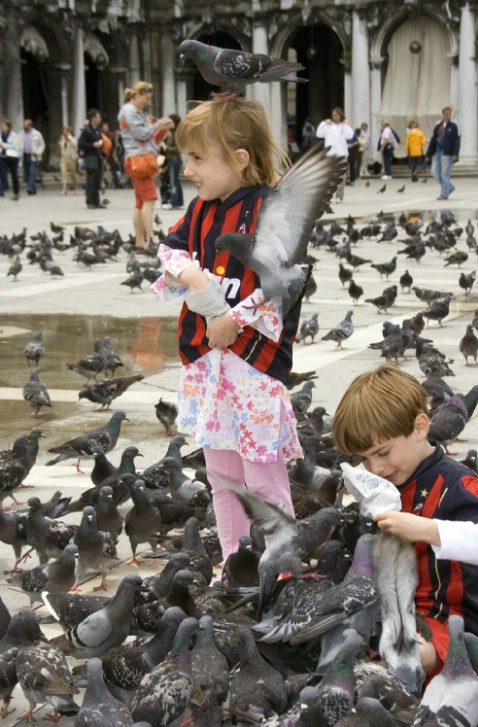 Pigeons, Saint Mark's Square, Venice