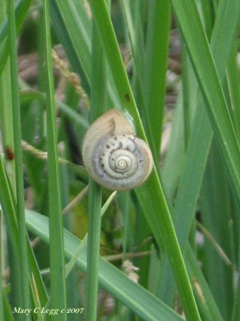 snail's paradise