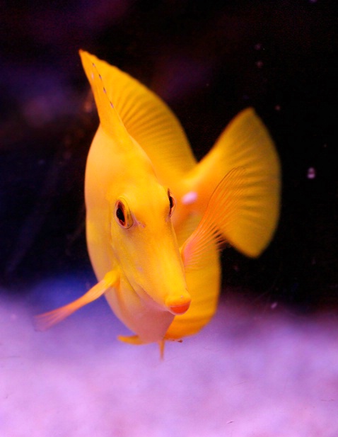 Yellow Fish - ID: 4017536 © Janine Russell