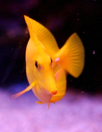 Yellow Fish