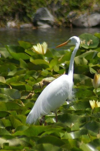White heron in lily pond