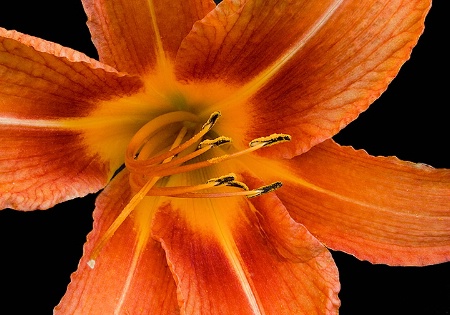 Tiger Lily