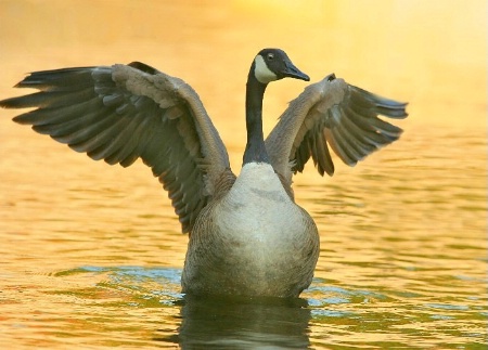 Goose On Gold