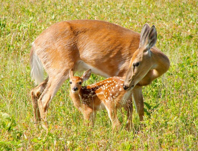 fawn and mom