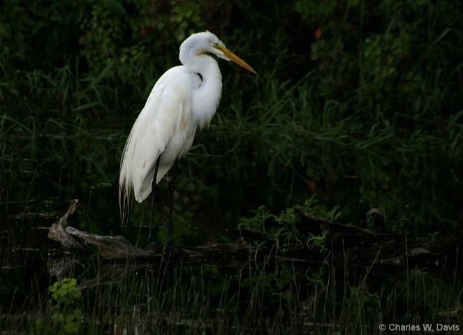 Evening Egret