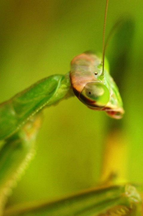 Chinese Mantis - ID: 4020284 © Karen L. Messick