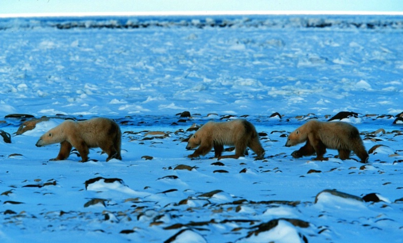 Mother and cubs - ID: 4020342 © William J. Pohley