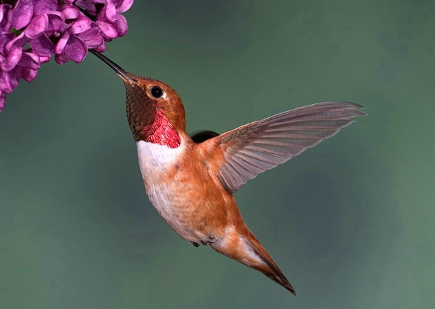 Male Rufous - ID: 4021274 © William J. Pohley