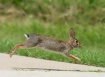 Rabbit, Run