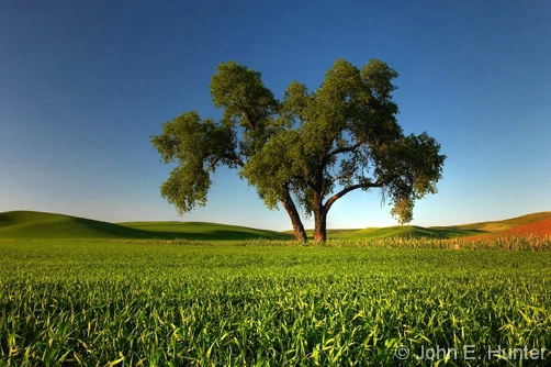 Single Tree in Palouse Field - ID: 4022802 © John E. Hunter