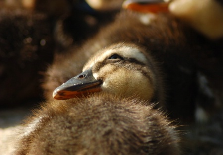 Baby Duck