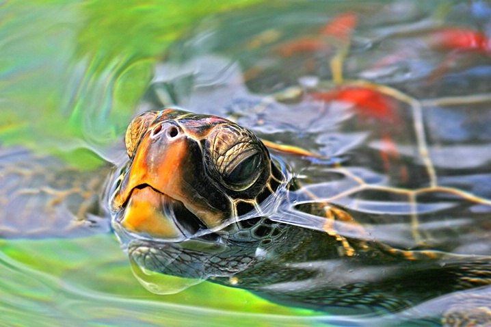 Green Sea Turtle - ID: 4023226 © Janine Russell