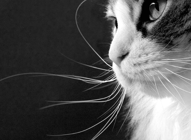 Whiskers