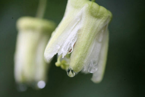 crying flower