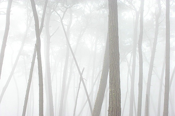 Pines in fog, Monterey, CA