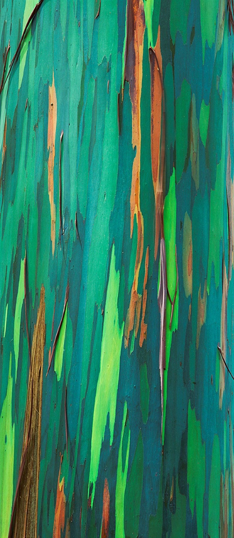 Painted bark Eucalyptus bark, Maui, Hawaii