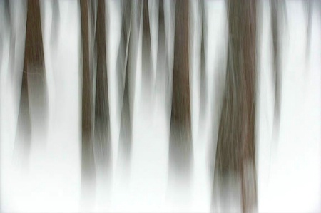 Winter Forest, Yosemite NP, CA