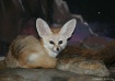 Fenneca Fox