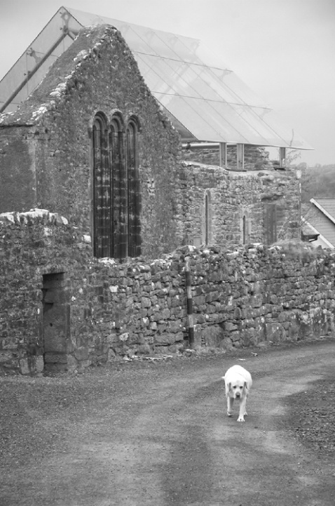 Kilfenora Sentry - ID: 4028216 © Averie C. Giles