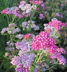 Flowers of June