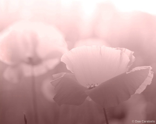 Pastel Poppies