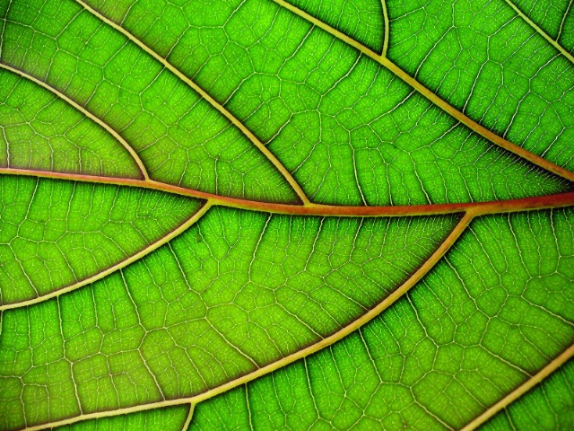 The Texture of a leaf