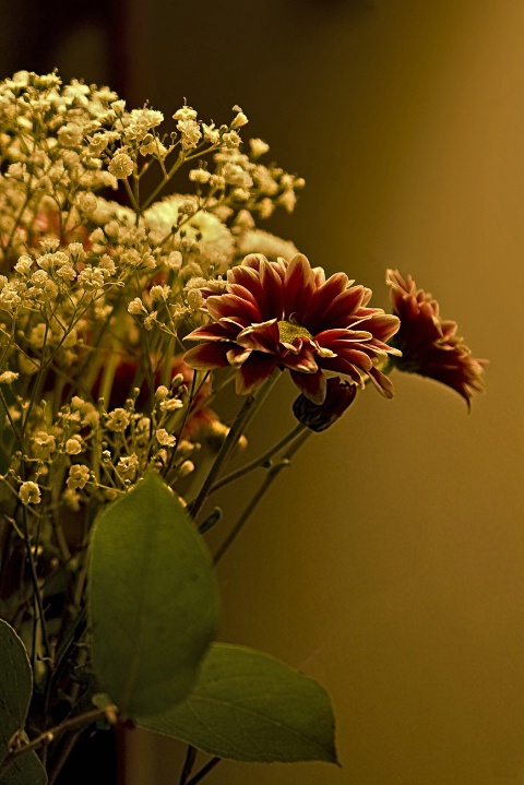 Indoor Bloom