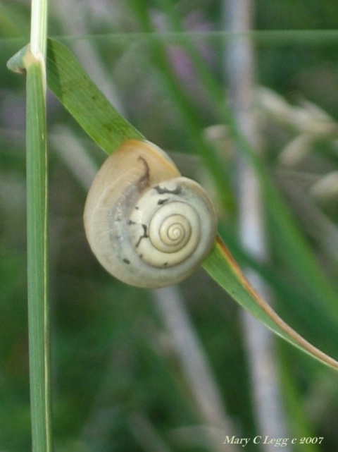 angles of a snail