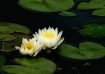 Water Lily Duo