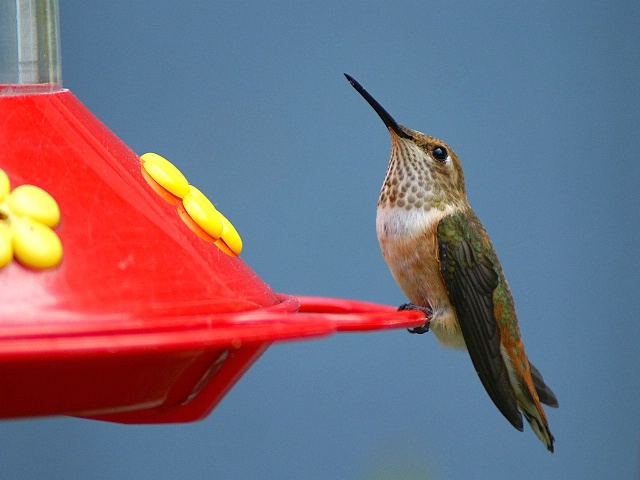 Sweet Little Hummer