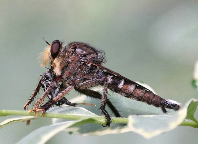 Robber Fly With Prey