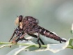 Robber Fly With P...