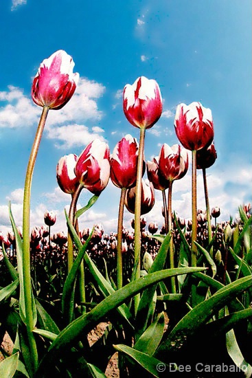 Skagit Valley Tulips