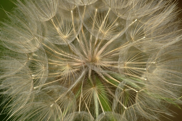 Oyster Plant Seed Head