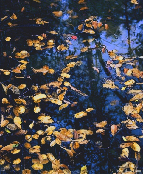 Reflections and Leaves