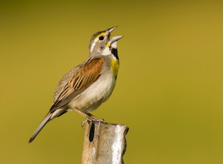 Singing Male Dickcissel 