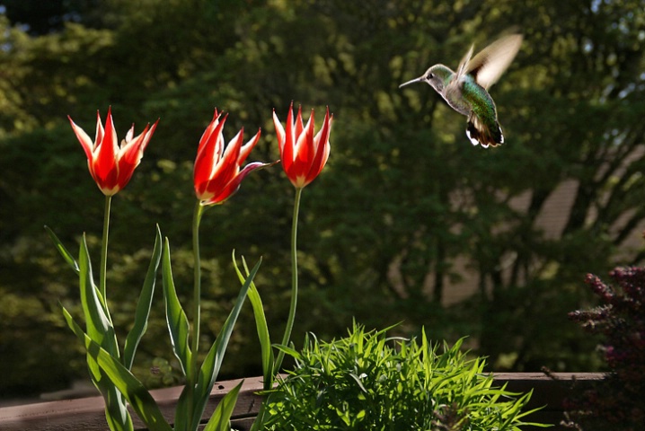 ANNA'S HUMMINGBIRD 