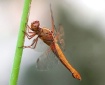 Neon Skimmer