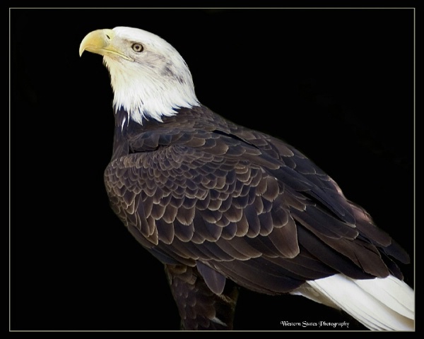 Proud Standing Eagle