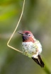 Hummingbird 3