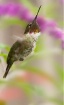 Hummingbird 2