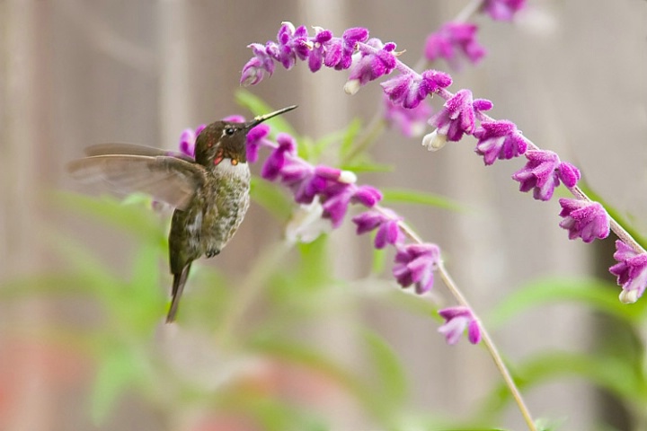 Hummingbird 1