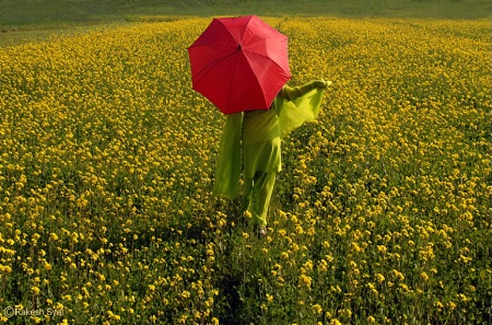 MUSTARD FIELDS #2