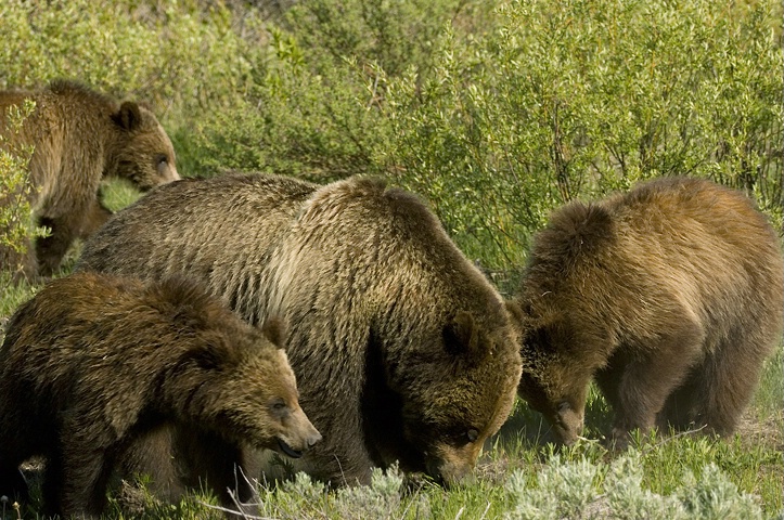 Grizzly Mom and Cubs