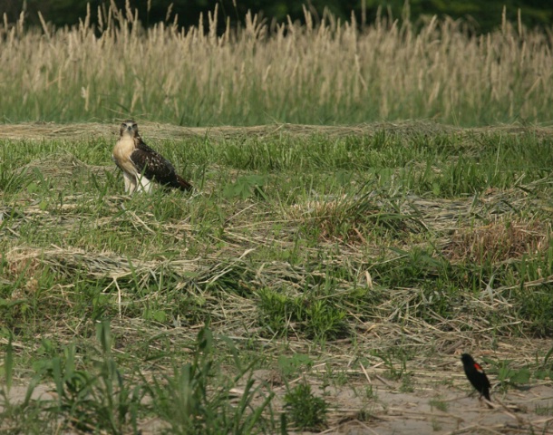 hawk and red winged blackbird